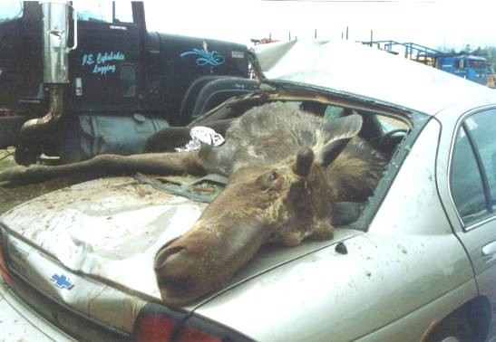 Moose.Car.jpg